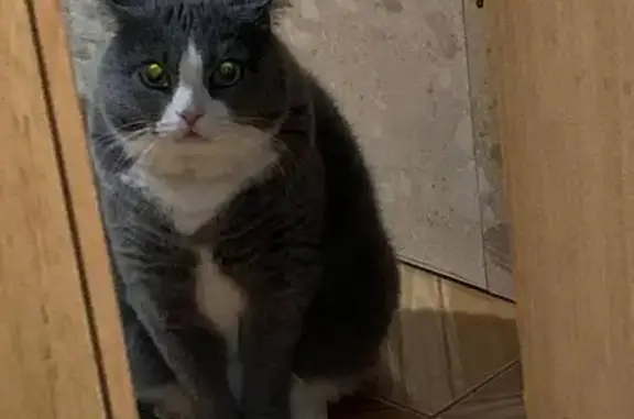 Пропала кошка, Гражданская улица, 16, Пушкин - серо-белый окрас - photo
