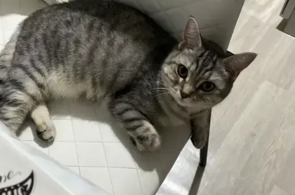 Пропала кошка, Камчатская улица, 18А, Тюмень - полненькая, 3 года - photo