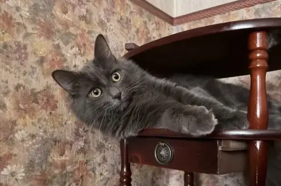 Кошки потеряшки, Москва, фото: Потеряшка кошка, переулок 800-летия Москвы, Москва - серый с поломанным хвостиком