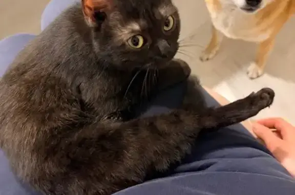 Найдена кошка, Ярославль, фото: Найдена кошка, Московский проспект, 115, Ярославль - котенок шоколадного окраса