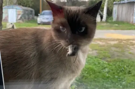 Пропала кошка, улица Курчатова, 25, Саров - сиамская с голубыми глазами - photo