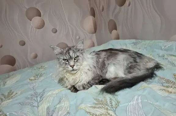 Пропала кошка, улица Космонавтов, Клинцы - серо-черный окрас - photo