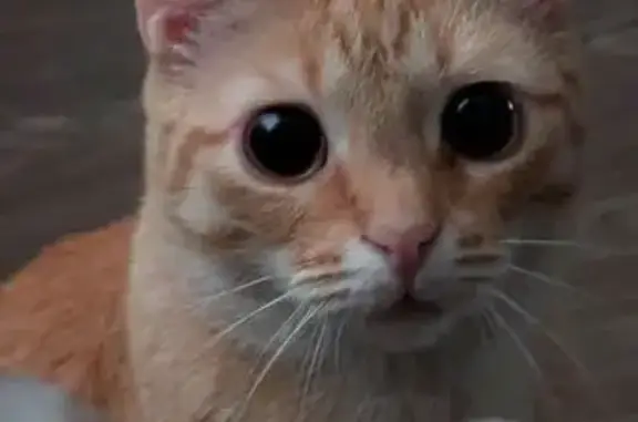 Пропала кошка, посёлок дома отдыха «Огарёво», Власиха - рыжая и ласковая - photo