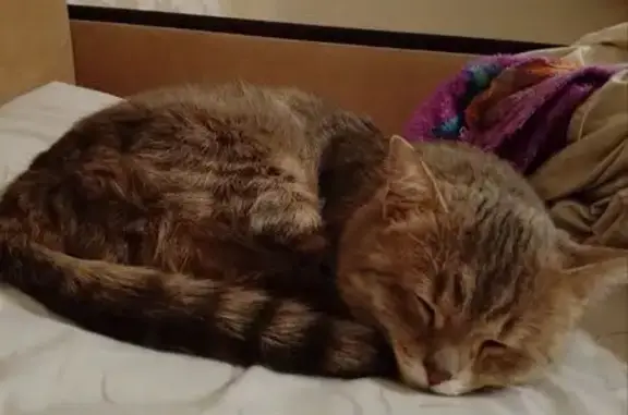 Пропала кошка, улица Ворошилова, 1Б, Кемерово - сибирская с жёлтыми глазами - photo