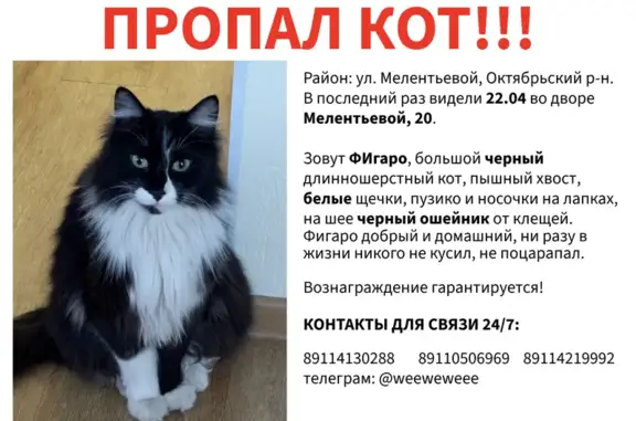 Пропала кошка, улица Мелентьевой, Петрозаводск - черный длинношерстный с белым пузиком - photo