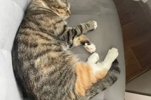 Пропала кошка, улица Ленина, 54, Учалы - трехцветная с черными пятнышками на лапках - photo