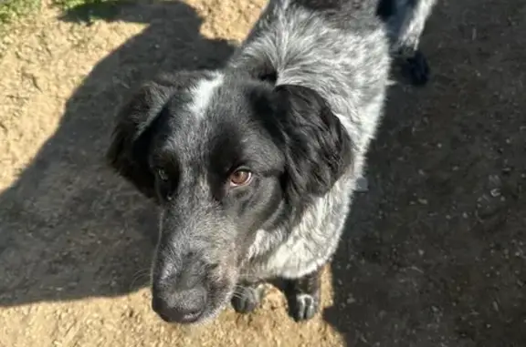 Найдена собака, Москва, фото: Найдена собака, Большая Тульская улица, Москва - мальчик с белыми пятнышками