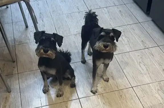 Пропала собака, Московская область, Домодедово - черные цверги с белыми бородами - photo