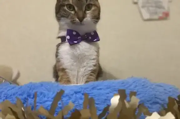 Пропала кошка, улица Могилевича, 11, Волгоград - трехцветная, ласковая - photo