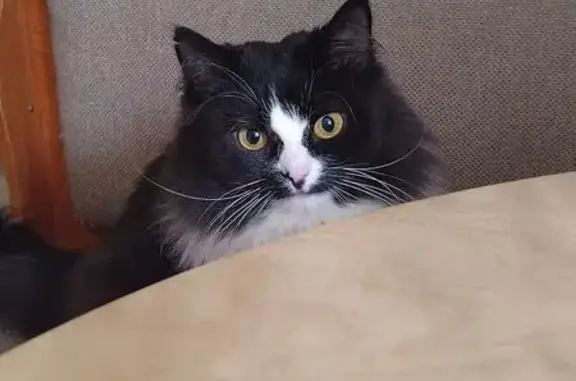 Пропала кошка, Брянская улица, Пермь - черно-белая с белыми 