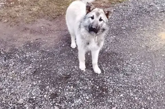 Найдена собака, Байсубаково, фото: Найдена собака, Байсубаково, Чувашия - светло-коричневая, добрая и ласковая