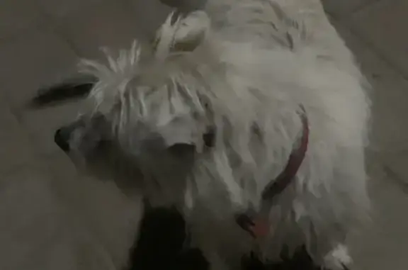 Найдена собака, Ставрополь, фото: Найдена собака, Октябрьская улица, 190, Ставрополь - белая с оранжевым пятнышком