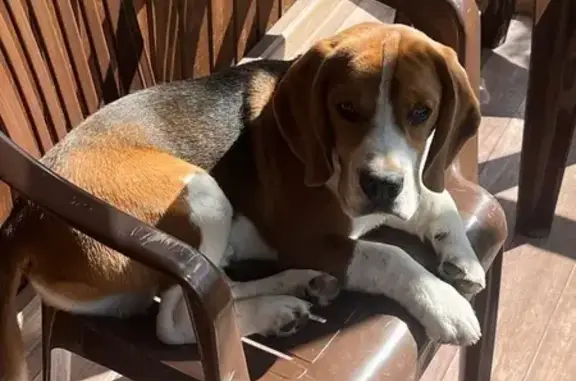 Собаки потеряшки, Ступино, фото: Потеряшка собака, 46К-4110, Московская область, Ступино - бигль с поводком