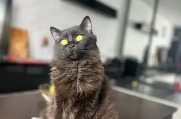 Пропала кошка, 7-я просека 4-й проезд, Самара - черный, очень добрый и ласковый - photo