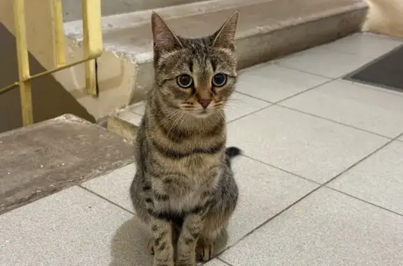Найдена кошка, Тверь, фото: Найдена кошка, улица Паши Савельевой, городской округ Тверь - очень пугливая