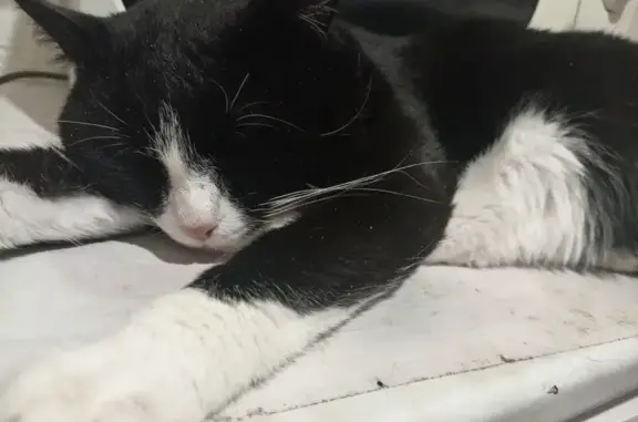 Пропала кошка, Новосибирск - черно-белый малыш с зелёными глазами - photo