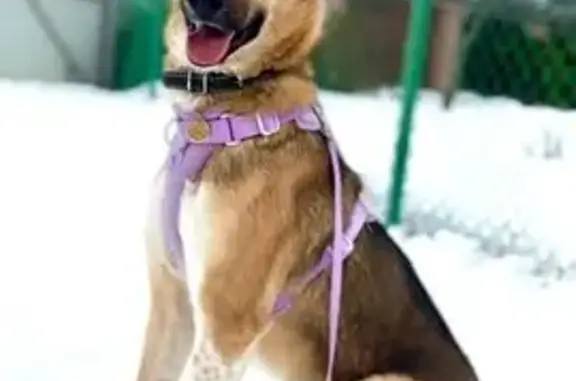 Пропала собака, Железнодорожная улица, Иваново - трехцветная, среднего роста - photo