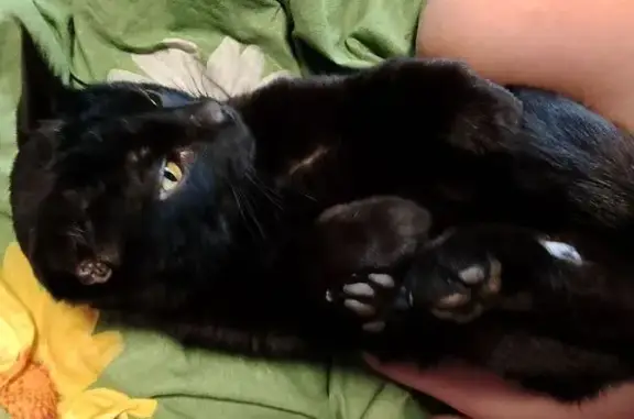 Пропала кошка, Ипподромная улица, 143, Псков - черная с зелеными глазами - photo