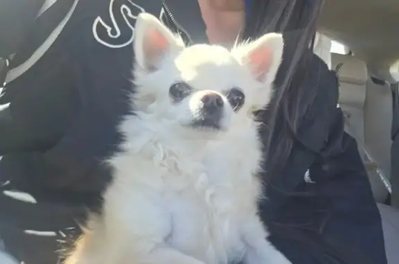 Найдена собака, Низинское, фото: Найдена собака, 41К-623, 1, Низинское сельское поселение, Низинское - белый длинношёрстный чихуахуа