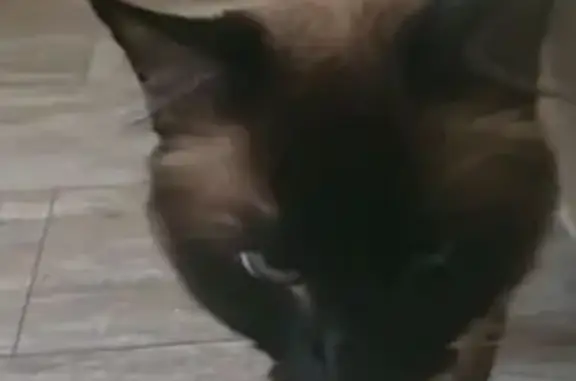 Пропала кошка, улица Гидростроителей, Краснодар - боится улицы - photo