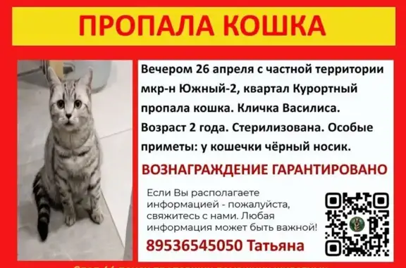 Пропала кошка, Бакшеевское - photo