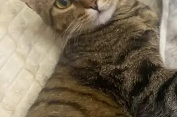 Пропала кошка, улица Полонского, Тобольск - полосатый котик по имени Мурзик - photo