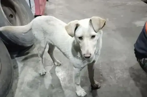 Собаки потеряшки, Тамбовский Лесхоз, фото: Потеряшка собака, Р-208, 2, Тамбовский Лесхоз - пес дворняга, 4 месяца