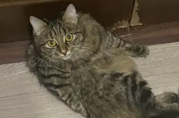 Пропала кошка, улица Нахимова, 5, Миасс - трехцветная и пушистая - photo