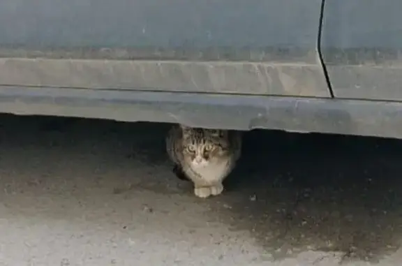 Объявления о пропавших и найденных животных, Липецк, фото: Найдена кошка, улица Бунина, 22, Липецк - серый цвет, белая грудка и лапки