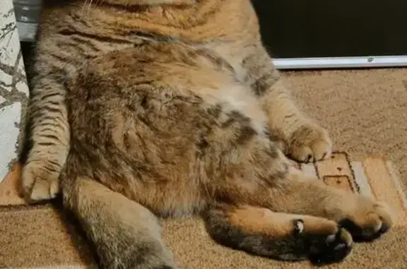 Пропала кошка, Аэродромный проезд, 9, Тамбов - вислоухая с тёмно-рыжим окрасом - photo