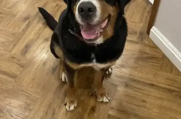 Пропала собака, Красная площадь, Москва - photo