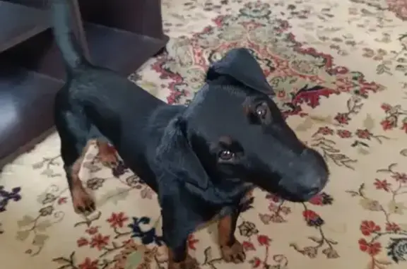 Пропала собака, Мало-Краснофлотская улица, Смоленск - ягд терьер, черный с рыжими подпалами - photo