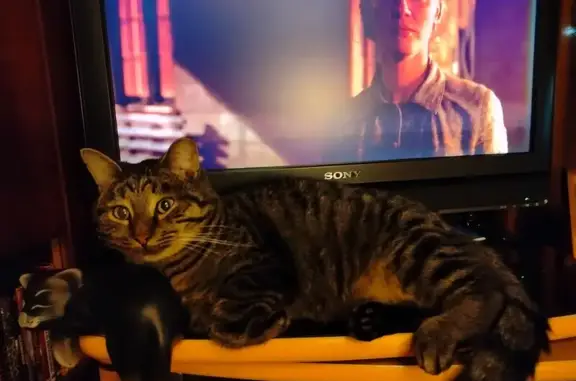 Пропала кошка, Советская улица, Киров - серый с пятнышками на боках - photo