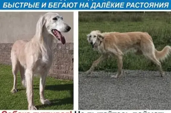 Собаки потеряшки, Дружный, фото: Потеряшка собака, Дружный, Калининградская область — борзая, кремовый окрас