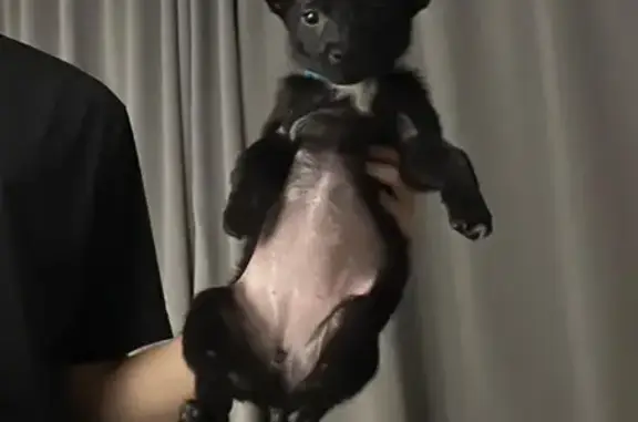 Пропала собака, Красная улица, 38, Кочубеевское - маленький черный щенок с белой грудкой - photo