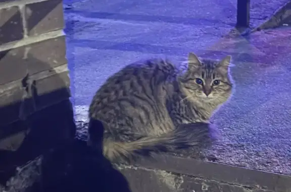 Найдена кошка, Свердловский, фото: Найдена кошка, улица Строителей, 12, Свердловский - выглядит как домашняя