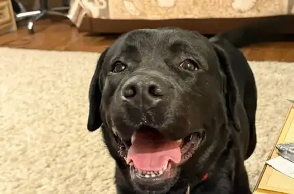 Пропала собака, 4-й переулок Металлистов, 5, Тверь - черный лабрадор с коричневым ошейником - photo