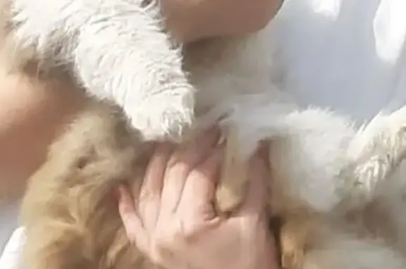 Пропала кошка, улица Ленинского Комсомола, 2Ж, Орск - пушистая трехцветная - photo