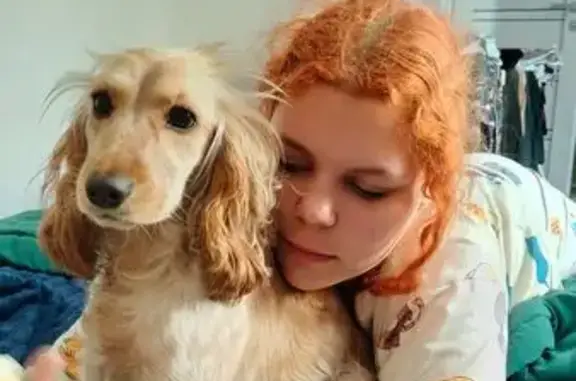 Пропала собака, Спортивная улица, 7, Курсавка - рыжая в пятнышку с купированным хвостом - photo