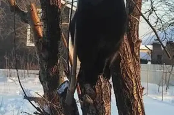 Пропала кошка, Тэцевская улица, Казань - чёрный окрас, розовый ошейник - photo