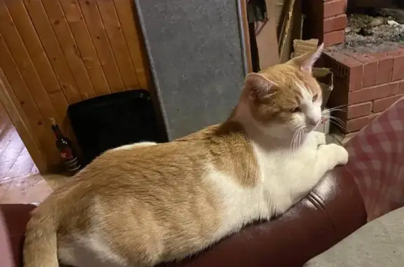 Кошки потеряшки, Поярково, фото: Потеряшка кошка, Поярково, Московская область - бело-рыжий гладкошерстный, 2.5 года