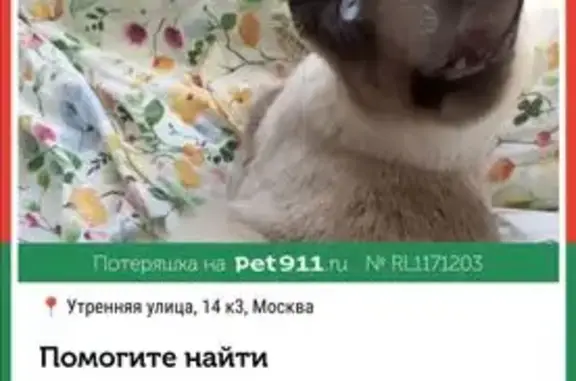 Пропала кошка, Утренняя улица, 14 к3, Москва - сиамская, ласковая и пугливая - photo