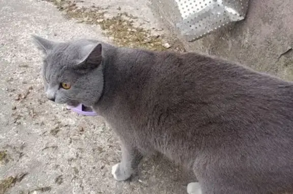 Найдена кошка, Южно-Сахалинск, фото: Найдена кошка, Физкультурная улица, 124, Южно-Сахалинск - ласковая с белой грудкой и носочками