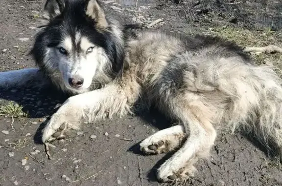 Найдена собака, Новокузнецк, фото: Найдена собака, Полярная, 9, Новокузнецк - хаски с ошейником