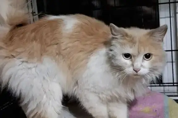 Объявления о пропавших и найденных животных, Ярославль, фото: Найдена кошка, улица Калмыковых, 8, Ярославль - очень худая, с цепочкой на шее
