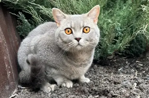 Пропала кошка, улица Рахова, 202, Саратов - серый с бежевым оттенком - photo