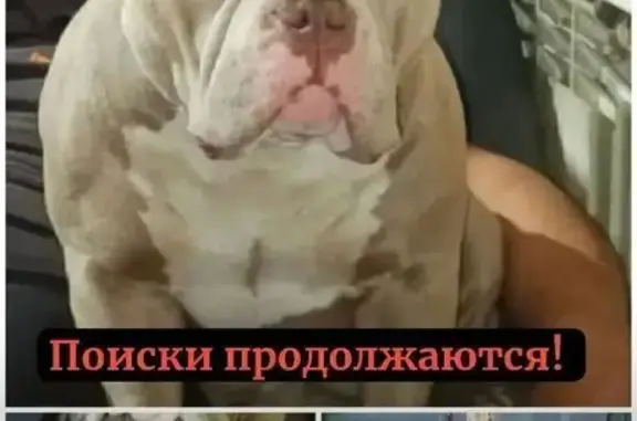 Пропала собака, улица Станиславского, 7, Хабаровск - Американский булли, 2 года - photo