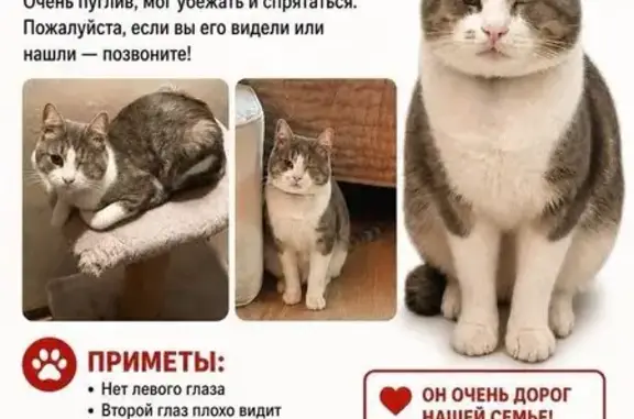 Пропала кошка, Ленинградское шоссе, Белозерки - серо-белая, нет левого глаза - photo