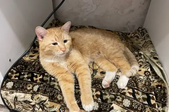 Найдена кошка, Калуга, фото: Найдена кошка, Московская улица, 121 к1, Калуга - рыжая с белыми лапками