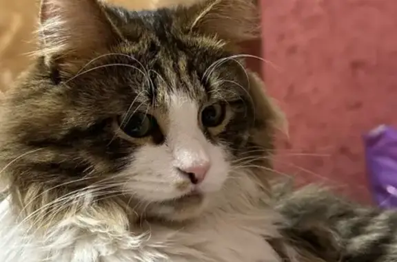 Пропала кошка, улица Лапшенкова, 11, Подольск - photo